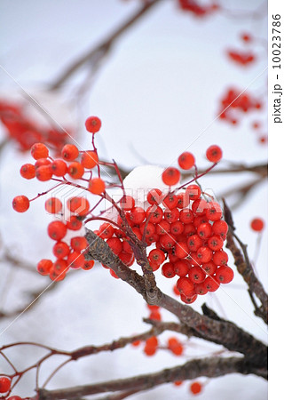 初雪のころのナナカマド 10023786
