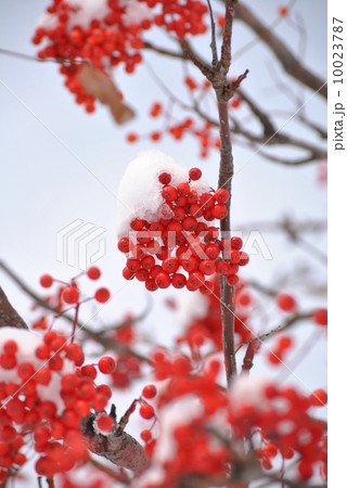 初雪のころのナナカマド 10023787