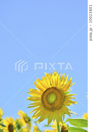 ひまわりと快晴の空 10023801
