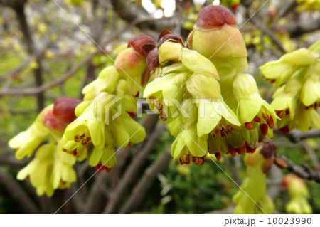 カカオノキ カカオノキ 10023990