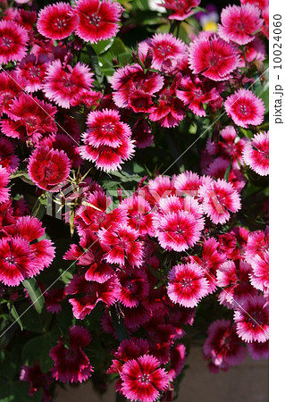 髭撫子(ひげなでしこ)　美女撫子と呼ばれています。 10024060