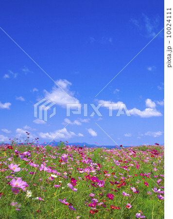 コスモス　コスモス畑 10024111