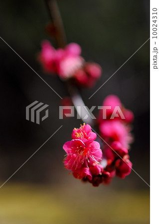 紅梅 紅梅 10024310