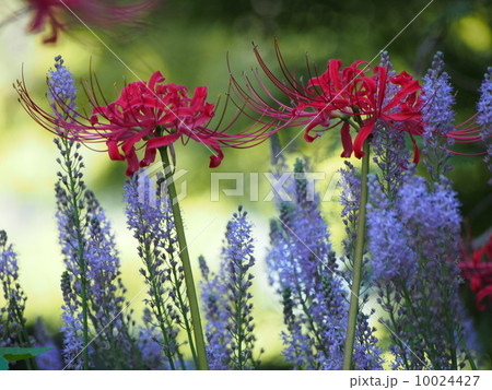 彼岸花と蔓穂 10024427