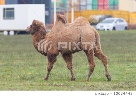 Two-humped camel Two-humped camel 10024445
