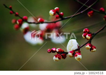 白梅 白梅 10024518