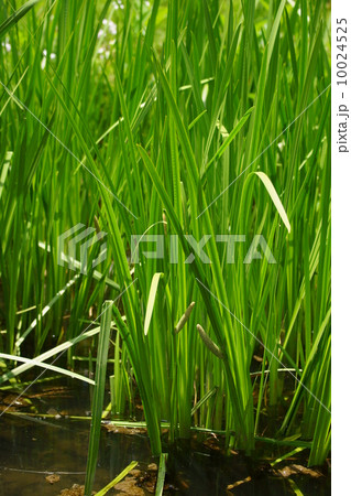 菖蒲　菖蒲湯のショウブはこちらです。 10024525