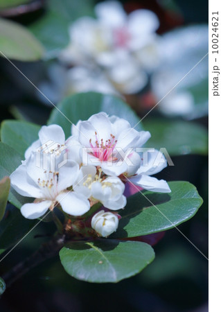 車輪梅 シャリンバイと申します。 車輪梅 シャリンバイと申します。 10024621