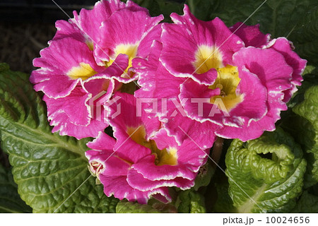 プリムラ・ジュリアン 01 プリムラ・ジュリアン 01 10024656