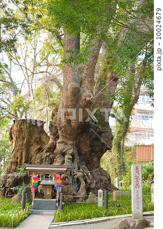 静岡県　熱海市　樹齢2000年の大木　来宮神社　 10024679