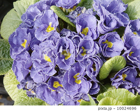 プリムラ・ジュリアン　02 10024696