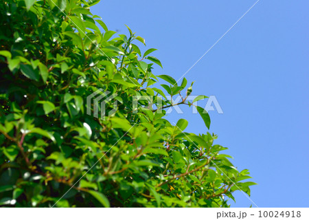 ナニワノイバラ ナニワノイバラ 10024918