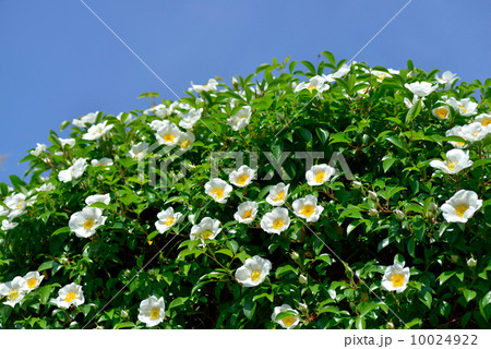 ナニワノイバラ ナニワノイバラ 10024922