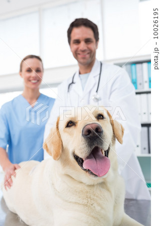 Veterinarians with dog in clinic 10026195