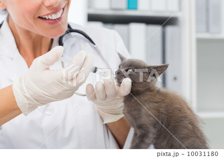 Vet giving cat medicine through mouth Vet giving cat medicine through mouth 10031180