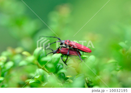 ベニカミキリ 10032195