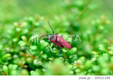 ベニカミキリ 10032196