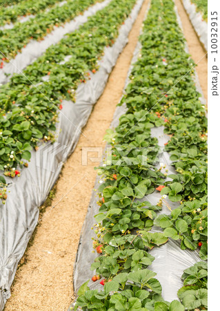 Rows of strawberry plants with silver film at farm Rows of strawberry plants with silver film at farm 10032915