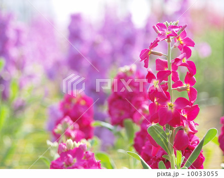 ストック畑にて 10033055