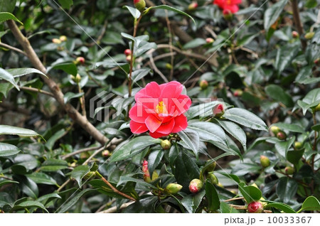 ツバキ 10033367