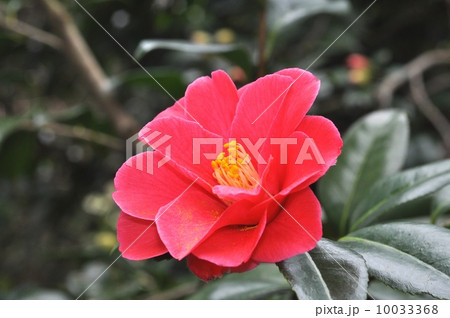 ツバキ 10033368