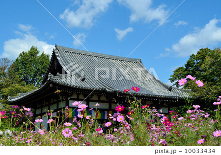 般若寺本堂とコスモス 10033434