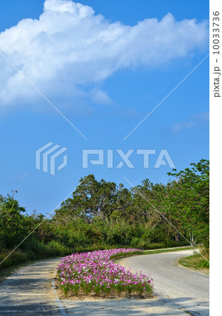 Pink flower bed Pink flower bed 10033736