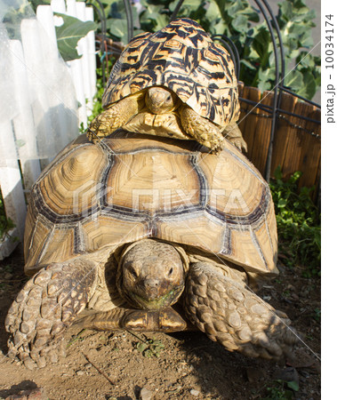 ケヅメ陸とヒョウモン陸亀 10034174