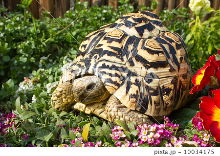 ヒョウモン陸亀 10034175