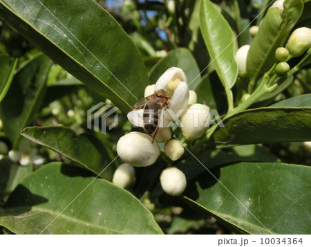 オレンジ・ブロッサム 10034364