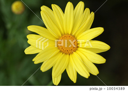 マーガレット 10034389