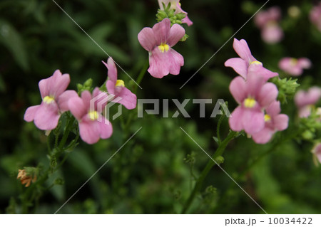 ネメシア ネメシア 10034422