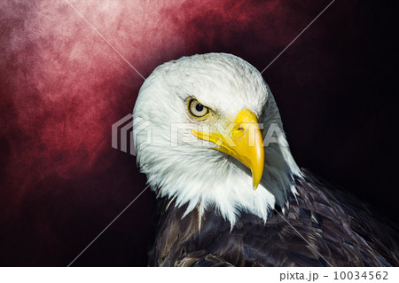 American bald eagle 10034562