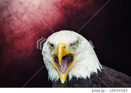 American bald eagle American bald eagle 10034563