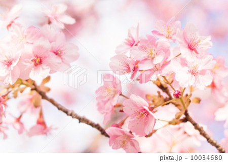 満開の河津桜 10034680