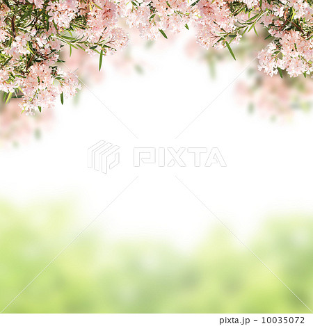 Pink flowers 10035072