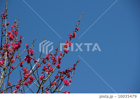 春のおとずれ 10035479