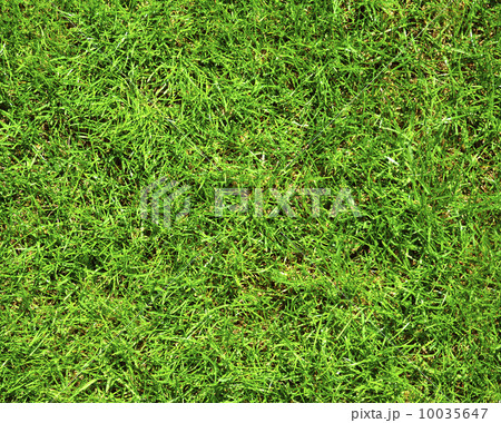 Clean Beautiful Background Green grass. 10035647