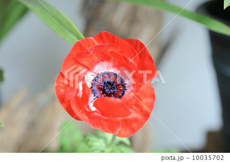 アネモネ アネモネ 10035702