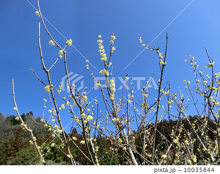青梅市梅の公園のロウバイ 10035844