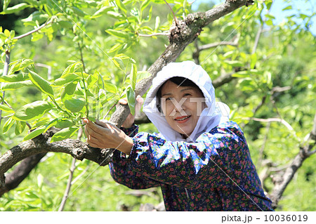 柿若葉点検 10036019