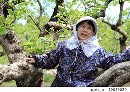 柿若葉鑑賞 10036020