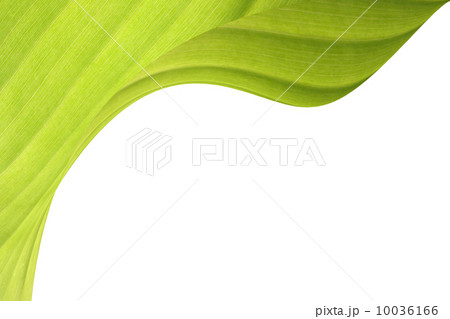 Green Banana Leaf with copyspace Green Banana Leaf with copyspace 10036166