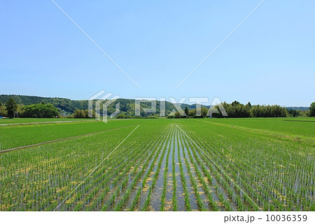 新緑の田園風景 10036359