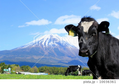 富士山と牧場の牛 10036361