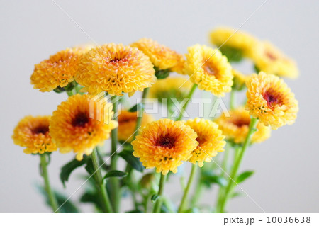 キクの花 10036638