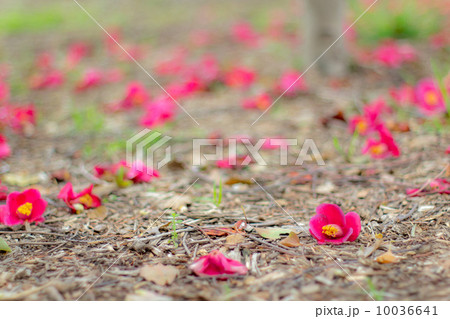 地面に落ちた椿の花 10036641