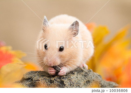 ひまわりの種を食べるキンクマハムスター ひまわりの種を食べるキンクマハムスター 10036806