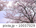 桜 10037029