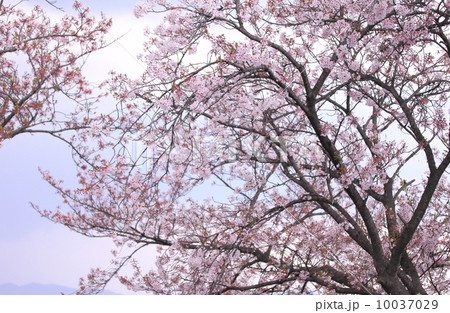 桜 桜 10037029